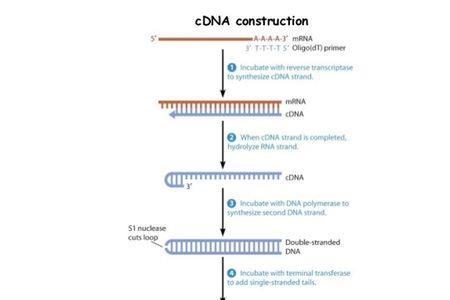 为什么cdna是部分基因文库