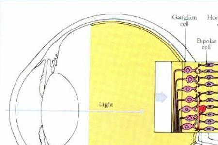 视杆细胞的感光特点是