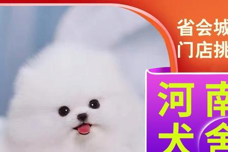 淘宝茶杯犬为什么便宜