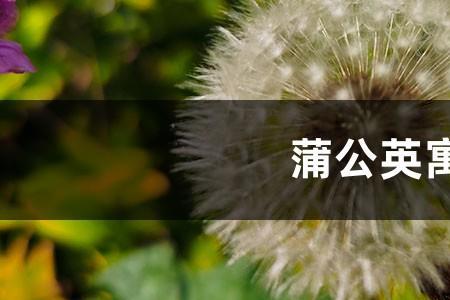 送蒲公英寓意是什么