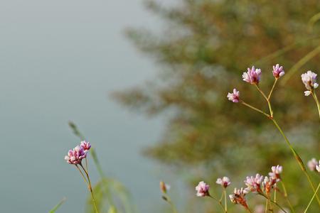 不等花开了什么意思