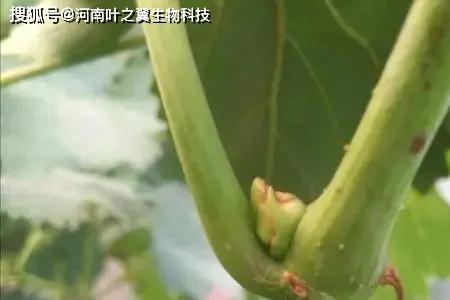 葡萄成熟季节芽子能不能去掉