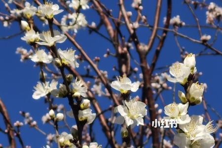 春暖花开是什么心理