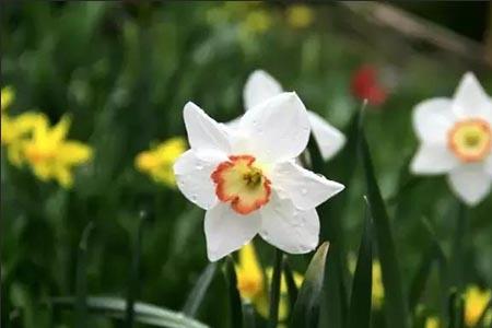 郁金香和水仙花怎么辨别