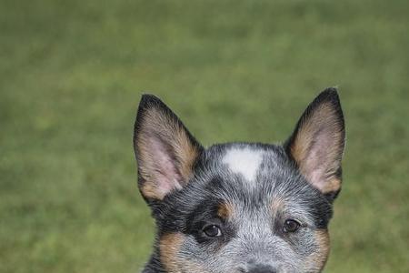 澳洲牧牛犬咬合力是多少斤