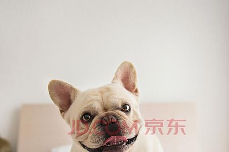 母法斗咬幼犬是怎么回事