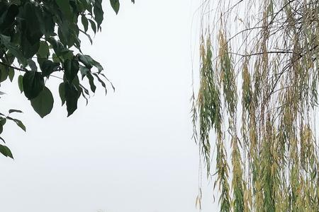 又见江南雨文案