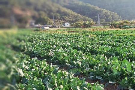 芥兰头种植全过程