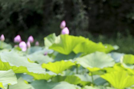 清凉的风属于哪个季节