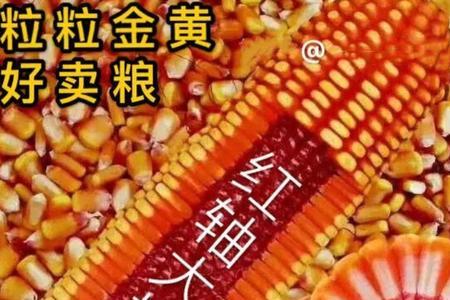 东北玉米种子高产品种排名