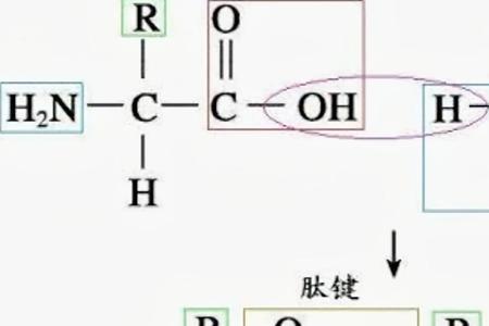 羧基的生物结构式