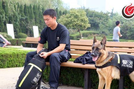 不纯拉布拉多能当警犬吗