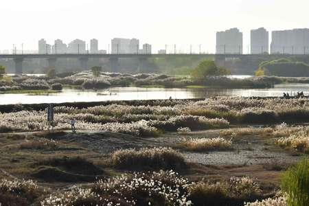 咸阳湖和渭河湿地公园在一块吗