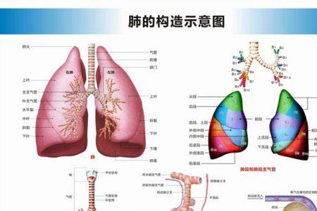 人体内有液晶结构吗