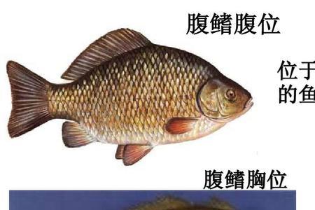 鲈鱼的生物学特征