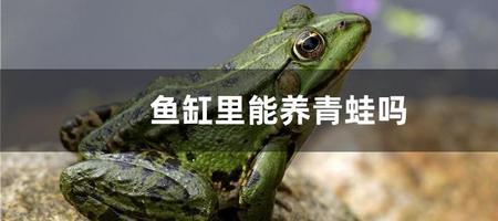 箭毒青蛙真的可以在鱼缸里养吗