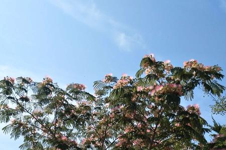 芙蓉树什么季节开花