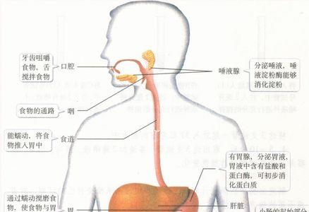 自行消化什么意思