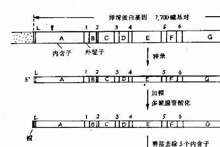 RNA转录过程中起始的启动因子是