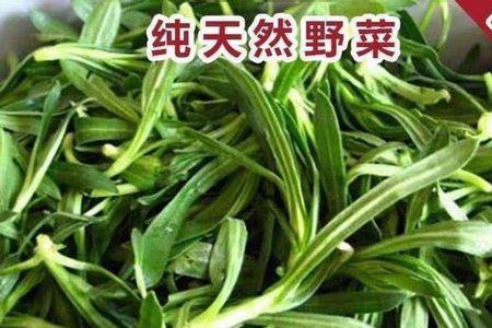 面条菜新种还是旧种好