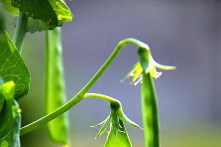 兔子吃豌豆荚吗