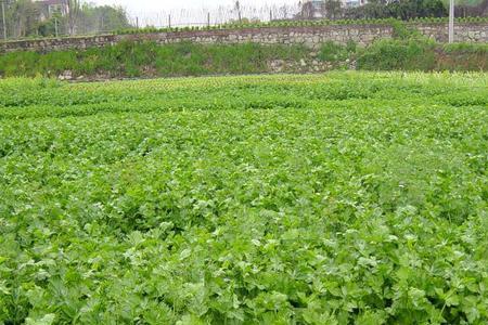 杭州本地的芹菜是什么芹菜