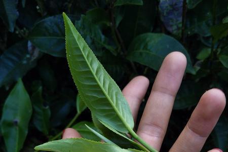 古树茶花保质期