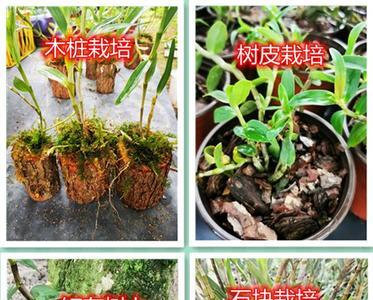 石斛种植犯法吗