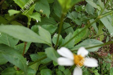 鬼针草花第二年还会开花吗