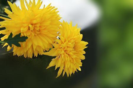 菊花花芯变黑怎么回事