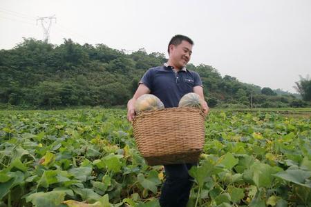 重庆蜜本南瓜露地种植技术