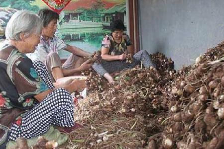 为什么芋头粉有臭味