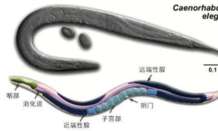 红丝虫的繁殖方式