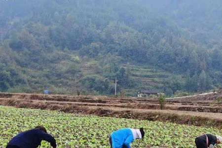 种油菜地应该要换土种才好