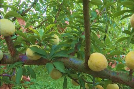 黄金奈李广东阳江合适种植嘛