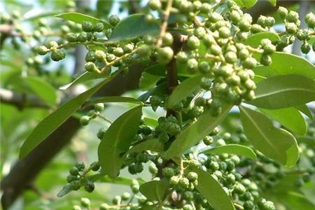 磨牙棒用青花椒树还是红花椒树