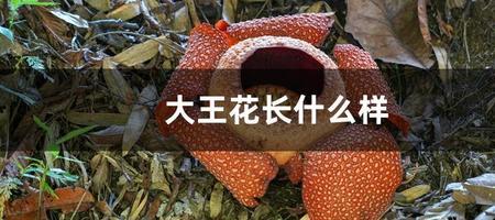 大王花花瓣像什么