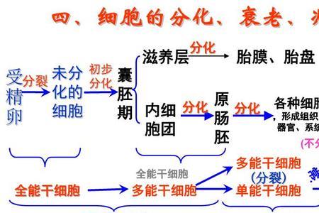 细胞分化的条件