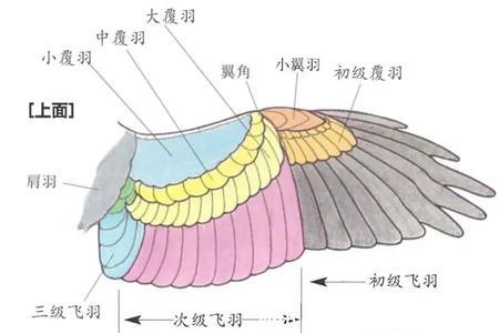 鸟的翅膀特点是