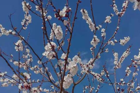 桃花绽放庞师爷得逞了吗