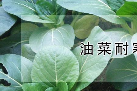 生长期最短的油菜品种