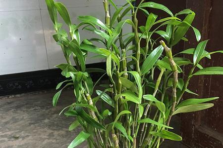 雨林缸石斛种植方法