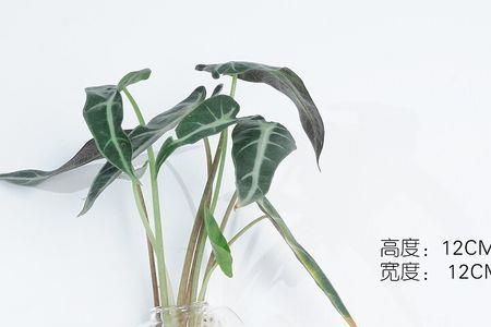 插花的泡沫可以放进鱼缸吗