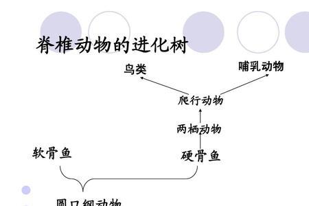 哺乳动物脊椎多少节