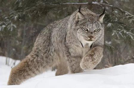 人能战胜猞猁吗