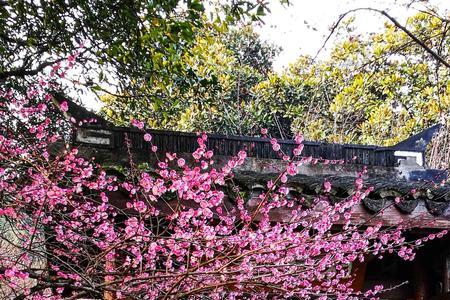 杭州室外可以养梅花吗