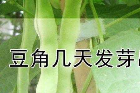 乐果喷豆角用量多少