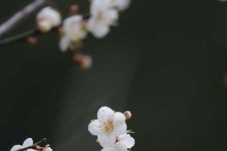 雪点梅花变白头的寓意