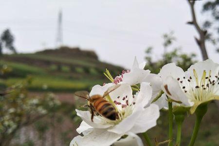 蜜蜂能8月份采梨吗