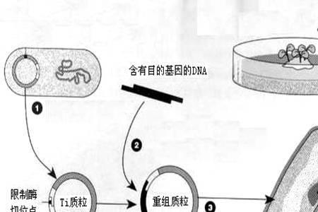 细胞因子的化学本质是什么